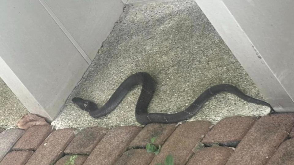 清潔人員表示，蛇是人為放生，還稱有加持不會咬人。（圖／翻攝自臉書599坐火車慢遊台灣）