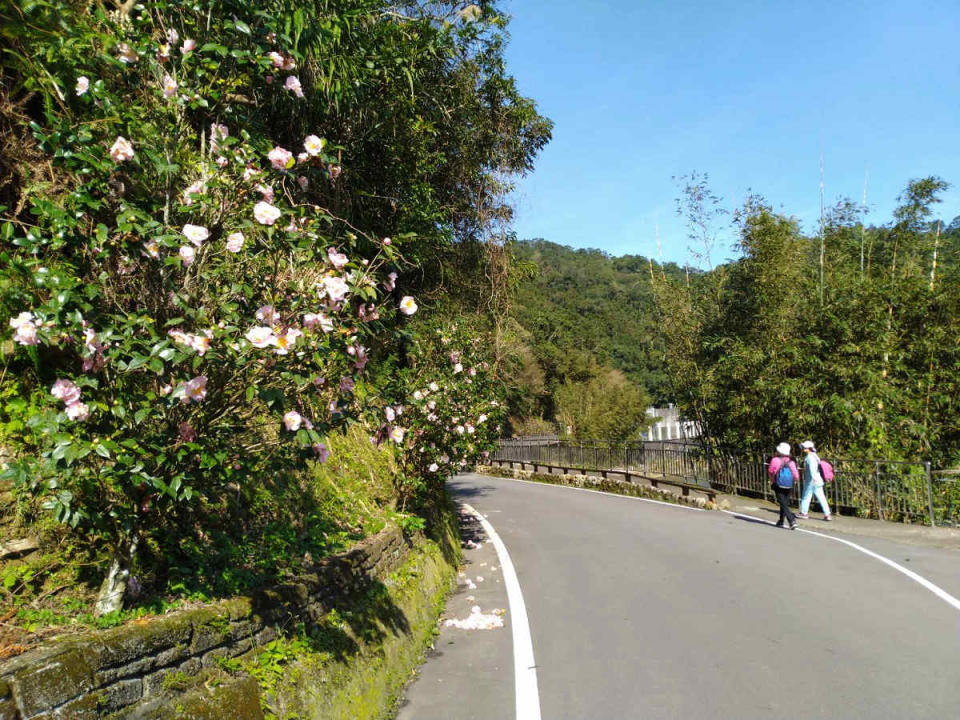 金瓜寮自行車道為賞花路線(圖片來源：坪林區公所)