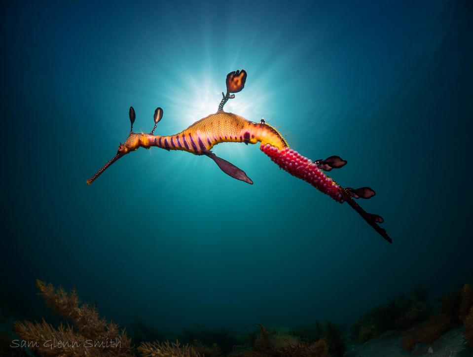 Underwater photograph of marine life, by photographer Sam Glenn Smith