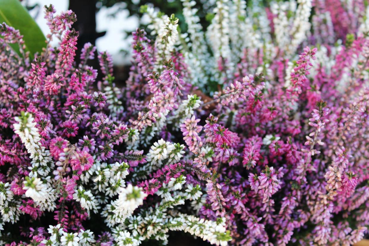 winter flowers winter heath