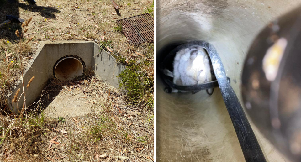 A Tasmanian wildlife volunteer climbed inside a drain and used tools to remove a trapped wallaby. Source: Supplied