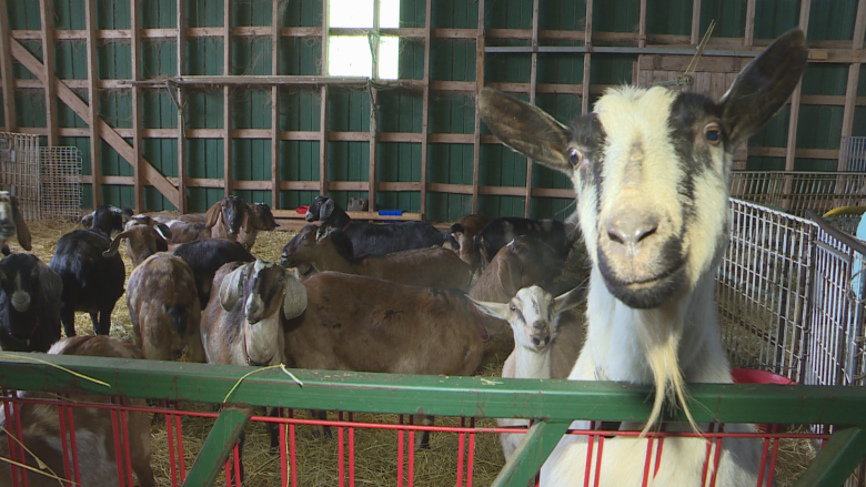Veterinary students gain hands-on experience at P.E.I. goat farm