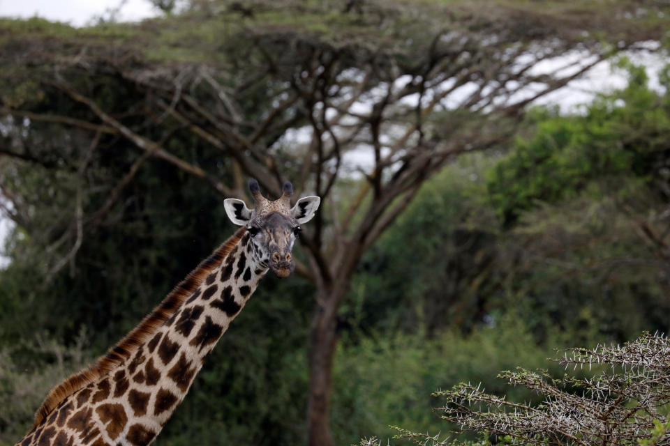 <p>Esta situación hace que sea muy factible hacer un safari en la ciudad.<br><br>Foto: REUTERS/Amir Cohen </p>