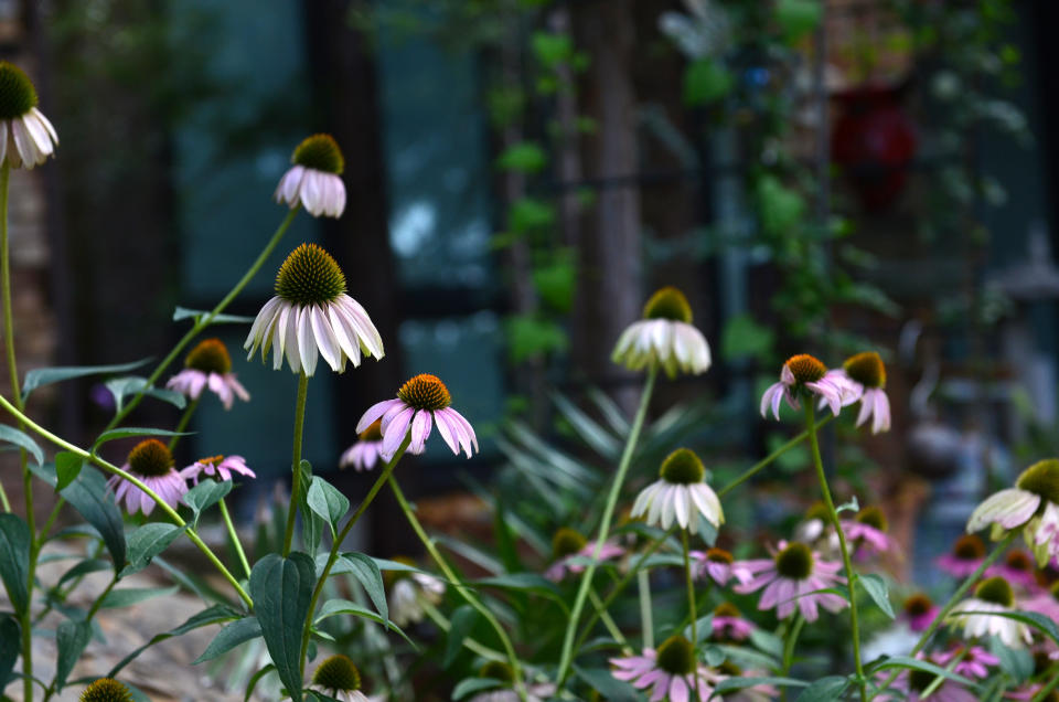 FILE - This July 11, 2017 photo shows Purple Coneflowers appear in a front yard garden in Dallas, Texas on July 11, 2017. Instead of cutting every perennial to ground level before the first frost, gardeners are now being selective. Allowing the dried seed heads of plants like purple coneflower (Echinacea), and others to stand all winter will provide food for nonmigratory birds. (AP Photo/Benny Snyder, File)