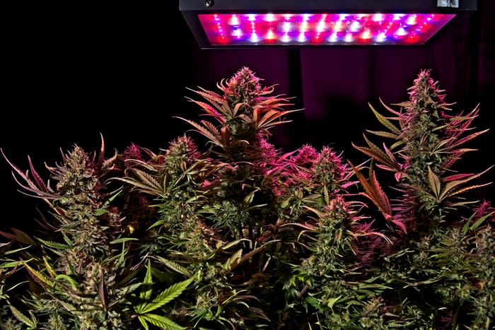 A grow room for marijuana