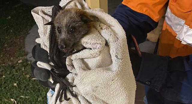 australian flying fox eaten by snake