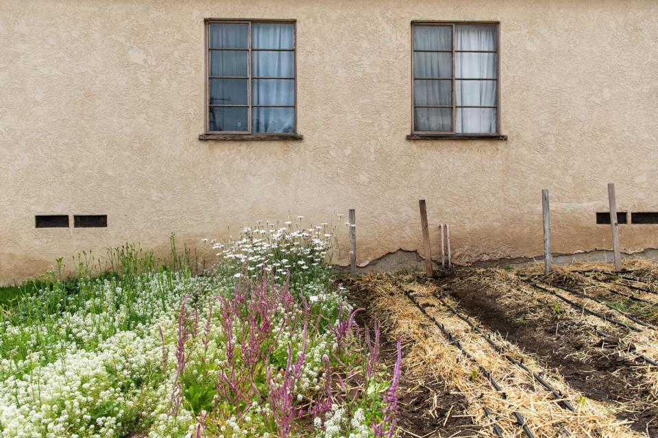 A detail of one of the in-process flower gardens created by Rachel Nafis