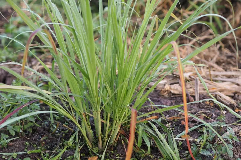 Citronella carries with it a potent smell that spiders can't stand