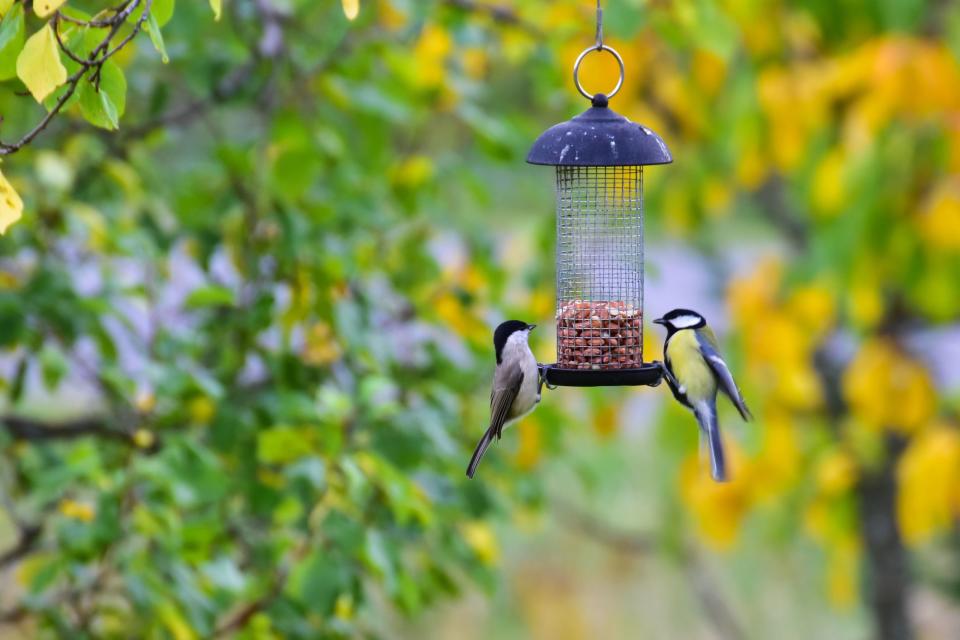 If Squirrels Are Always Stealing Your Bird Seed, You Need One of These Feeders