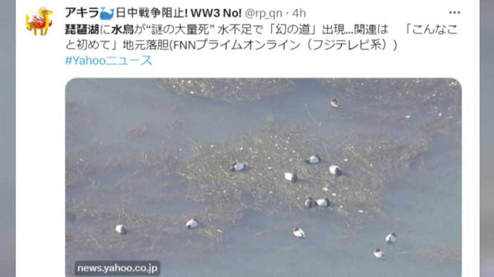 琵琶湖沿岸出現大批水鳥遺骸，專家無法查明原因。（圖／翻攝自X）
