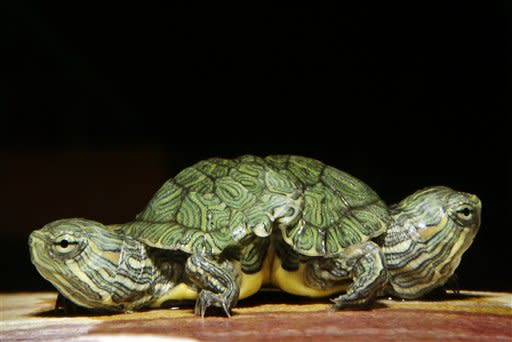 A two-headed red slider turtle is displayed at Big Al's Aquarium Supercenter in East Norriton, Pa., Wednesday, Sept. 26, 2007. (AP Photo/Matt Rourke)