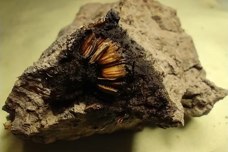 Desentierran en San Pedro una flor de hace 1000 años en perfecto estado de conservación