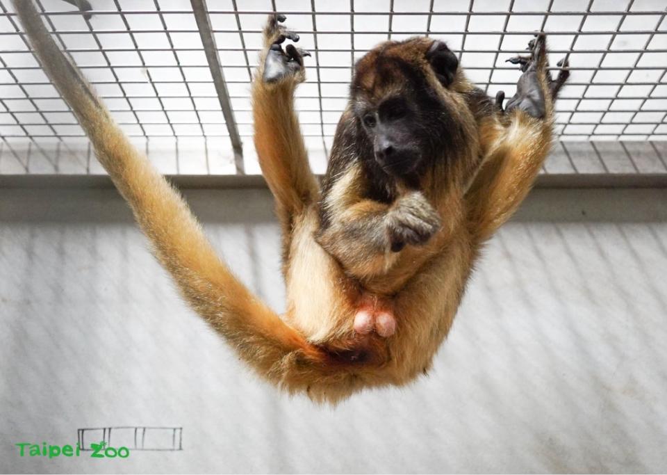 北市動物園新朋友來了！從新加坡引進「金頭獅狨」、「黑吼猴」 預計5月中旬見客
