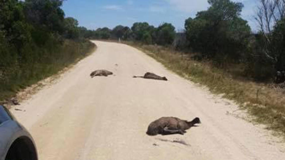 The bodies of three young emus lie across a road after they were hit by a car in Victoria.