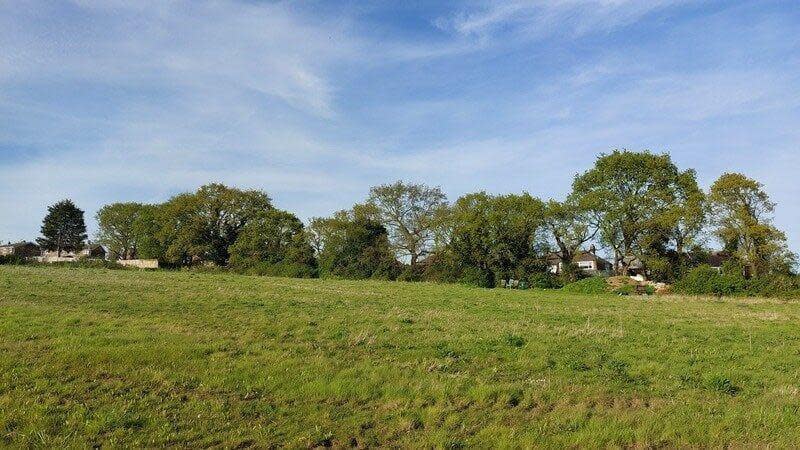 Oak trees in Hoo