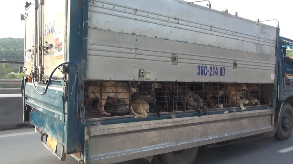 Dog and cat meat trade transport and supply investigation in Viet Nam