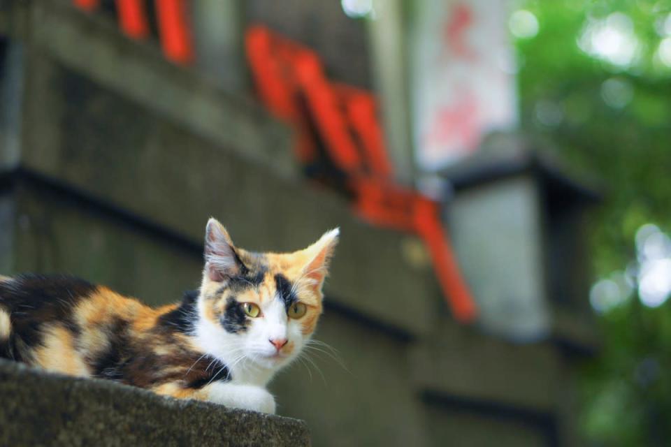 A cute calico cat living at Kyoto's Fushimi Inari Taisha Shrine<p>ryo96c via Shutterstock</p>