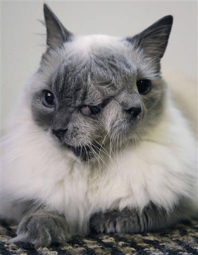A cat with two faces, named Frank and Louie, sits on a mat in his home in Worcester, Massachusetts. The animal is known as a Janus cat, named for the figure in Roman mythology with two faces on one head. The owner calls the face on the left Frank, while the face on the right she identifies as Louie. The cat set a Guinness record by surviving for 12 years in Massachusetts. (AP Photo/Steven Senne, File)