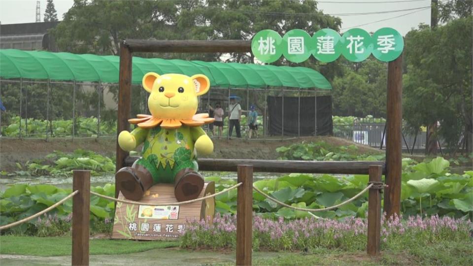 桃園蓮花季「荷你相癒」打造5處沉浸式主題打卡點