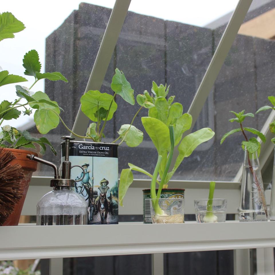 Plants in glass bottles and reused golden syrup tins at RHS Chelsea