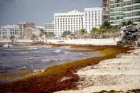 El color turquesa del mar y el blanco de la arena se habían transformado por la plaga de sargazo en abril 2019. / Foto: Medios y Media.