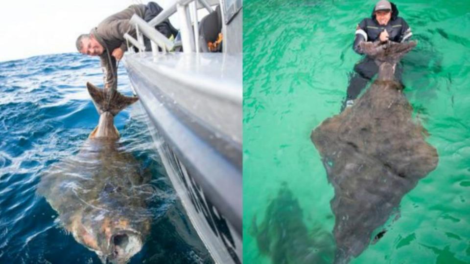 釣客捕獲180公斤比目魚。（圖／翻攝自《鏡報》）