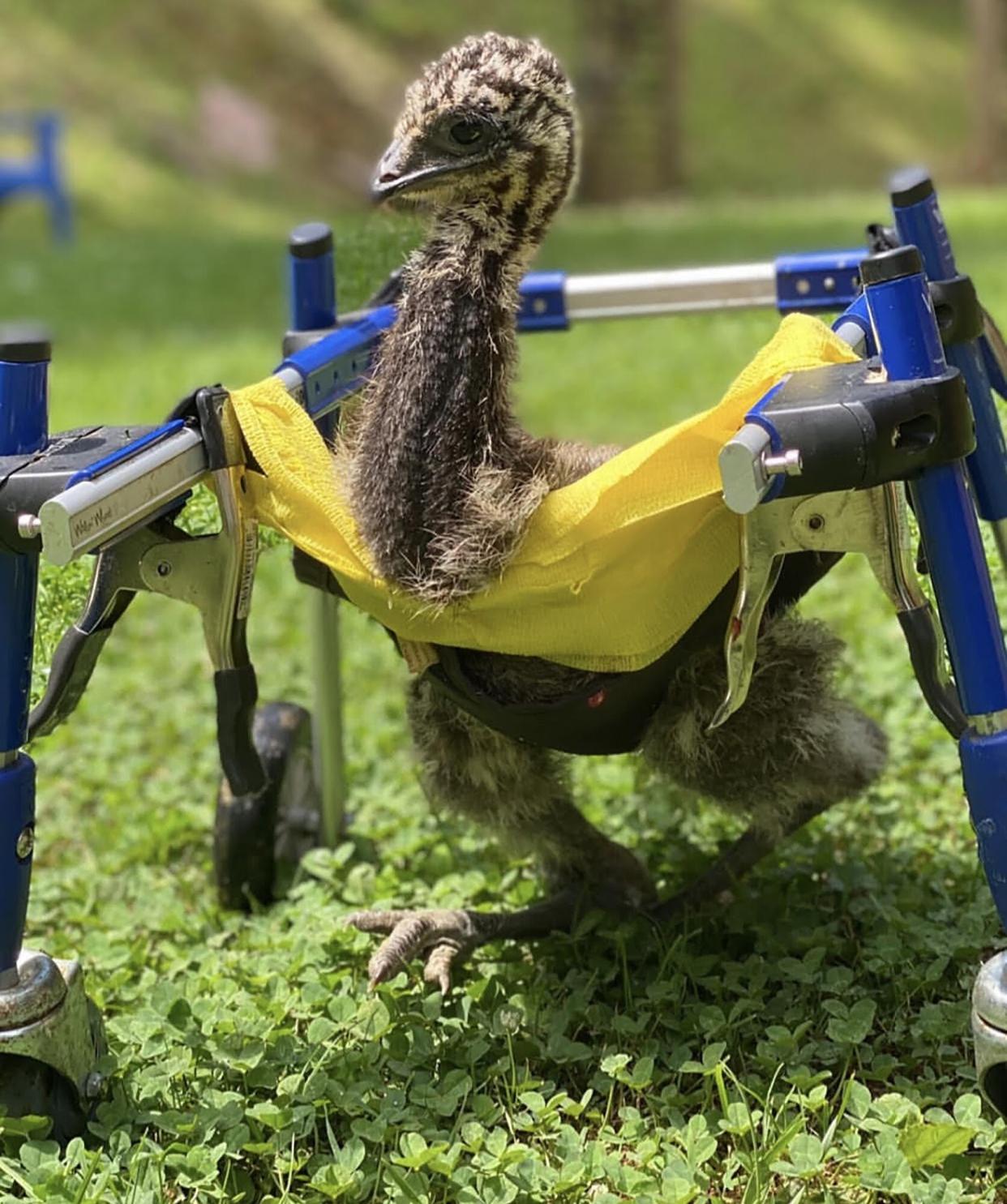 emu gets wheelchair. Lemu the emu at Bella View Farm Animal Sanctuary. Full credit line – Bella View Farm Animal Sanctuary