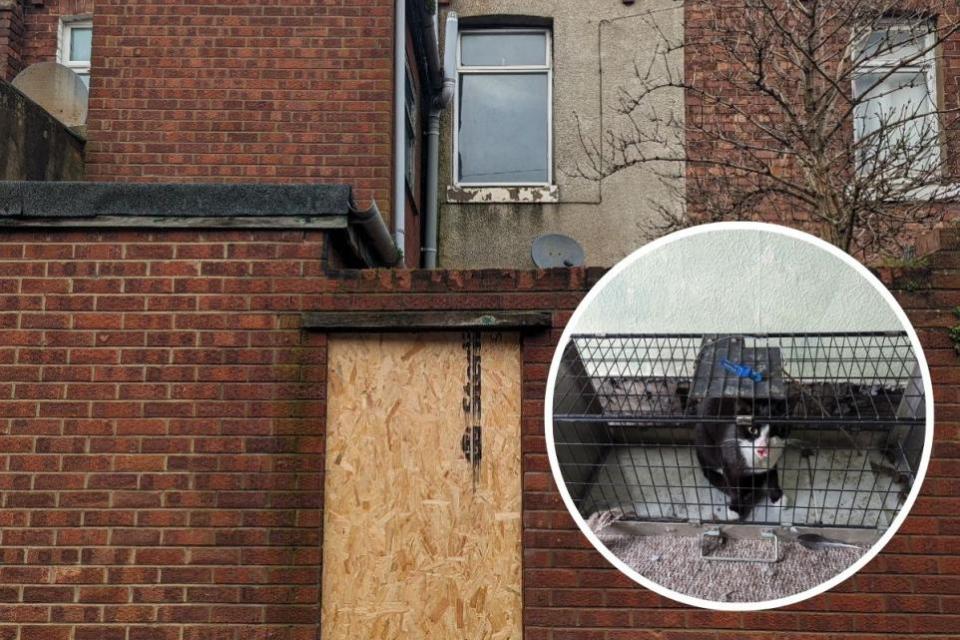 The Northern Echo: RSPCA rescues cat trapped in boarded-up Hartlepool house for two weeks