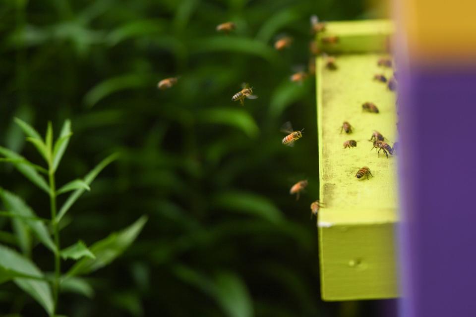 Bees fly to their hives in Beekeeper Deborah Sasser's backyard on Wednesday, July 19, 2023. Sasser is the owner of Sasserfrass Hill Bee Farms.