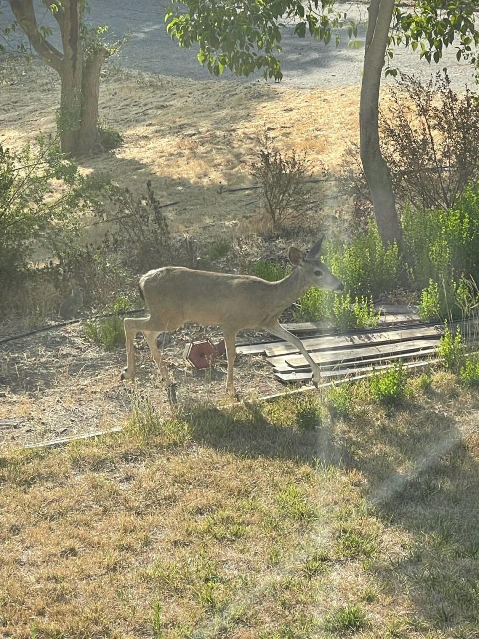 A deer walks through Elizabeth Lobo’s backyard. The Paso Robles resident discovered four dead deer in her yard on Oct. 25, 2021, the apparent victims of a lightning strike.