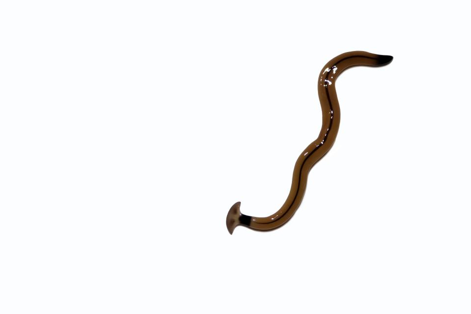 Hammerhead worm parasite with white and water background.