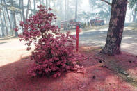 Dried fire retardant from an aerial tanker covers a shrub during the Soberanes Fire in the mountains above Carmel Highlands, California, U.S. July 28, 2016. REUTERS/Michael Fiala