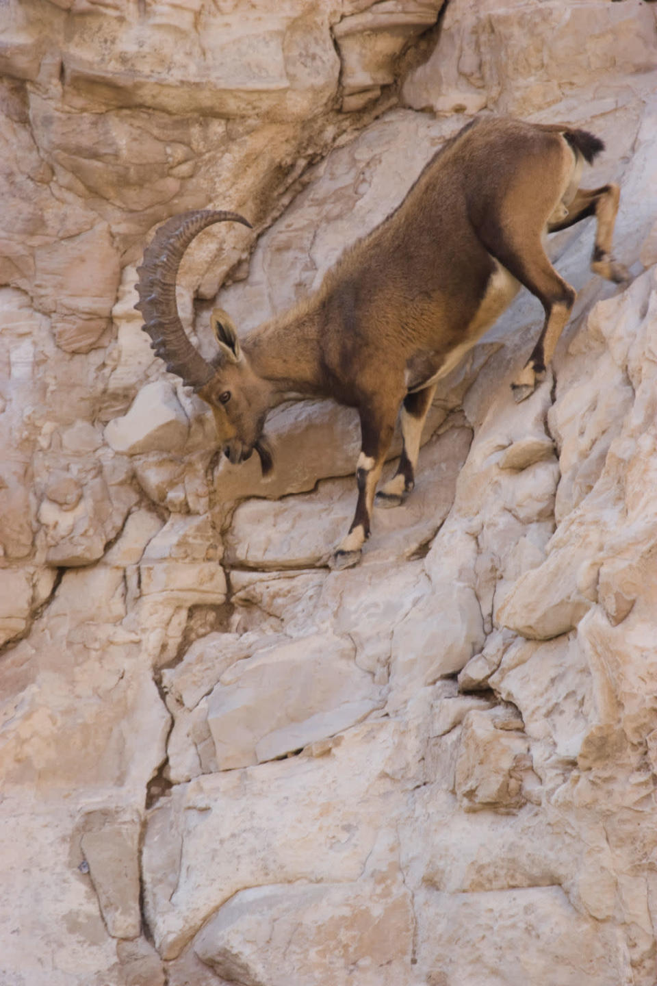 Steingeiß<br><br> Ein Gedi, Israel © Paramount Pictures