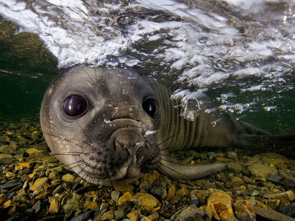 Elephant Seal Pup, South Georgia