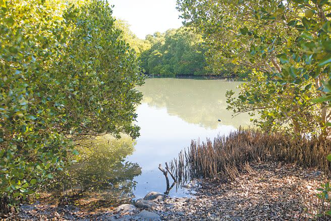 林園溼地公園孕育豐富的生態資源，近距離就能觀賞。（袁庭堯攝）