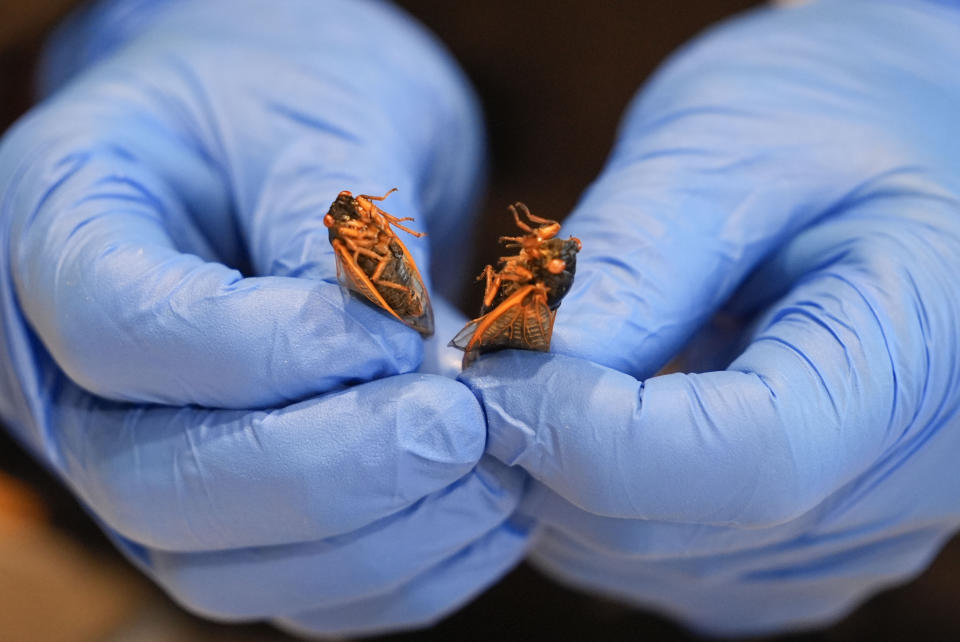 Zach Lemann, curator of animal collections for the Audubon Insectarium, prepares cicadas for eating at the insectarium in New Orleans, Wednesday, April 17, 2024. The insectarium plans to demonstrate ways to cook cicadas at the little in-house snack bar where it already serves other insect dishes. (AP Photo/Gerald Herbert)