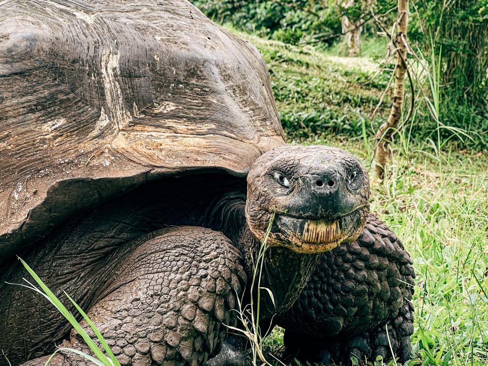 A giant tortoise at The Galapagos Islands.