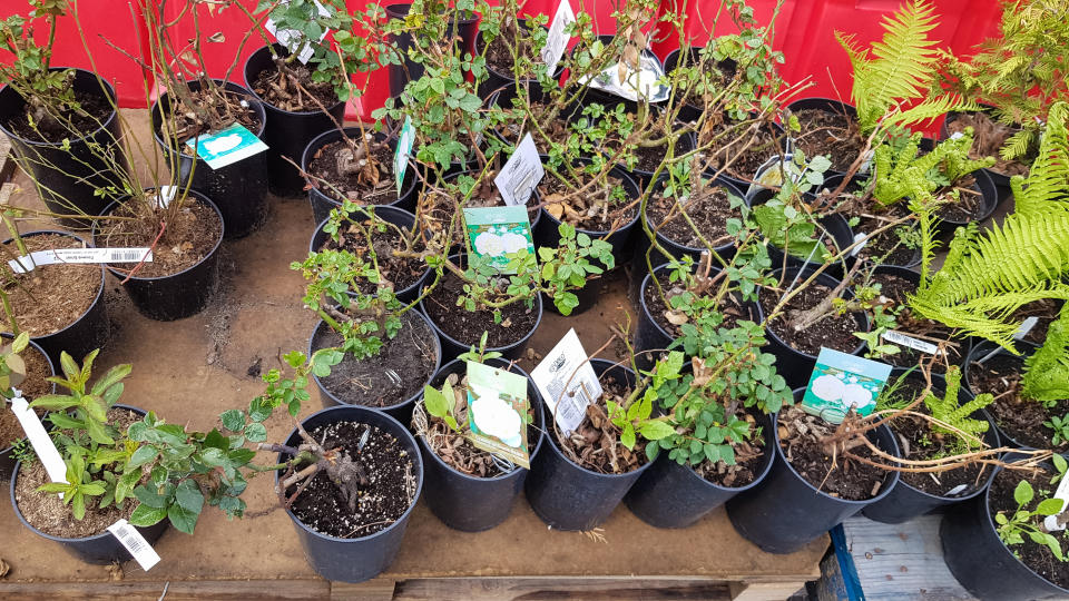 Garden centres in England will be allowed to reopen next week. Photo: Getty