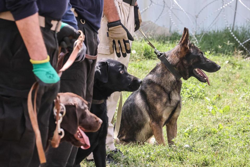 Afghanistan dogs