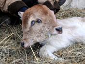 Hakob Avetyan (not pictured) holds a two-headed calf in the Armenian village of Sotk, on January 28, 2011. The two-headed calf was born on January 25 in the Avetyans' cow house. Two-headed people and animals, though rare, have long been known to exist, and been documented. AFP PHOTO/ KAREN MINASYAN