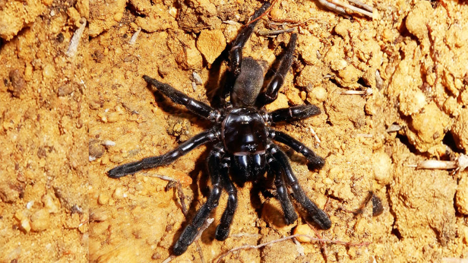The world’s oldest spider, which lived in WA, has died. Photo: AAP
