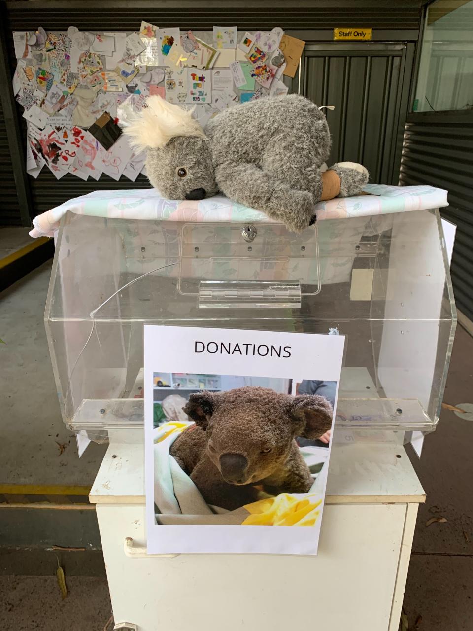 A donation box at the Port Macquarie Koala Hospital where injured koalas are being rescued from bushfires