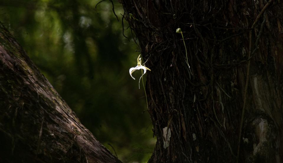 The famous ghost orchid at Audubon Corkscrew Swamp Sanctuary in Collier County is starting to bloom again. It has one bloom with several more on the way. The orchid was found in 2007. The rare orchid is a record breaking orchid because of how many blooms it produces and how high it is off the swamp floor. To see the orchid it is recommended that visitors bring binoculars or long photo lenses . Binoculars can be rented at the sanctuary.  Photographed on Friday, July 1, 2022 with a 600 mm lens with a 2x converter and a sturdy tripod on most of the images. 