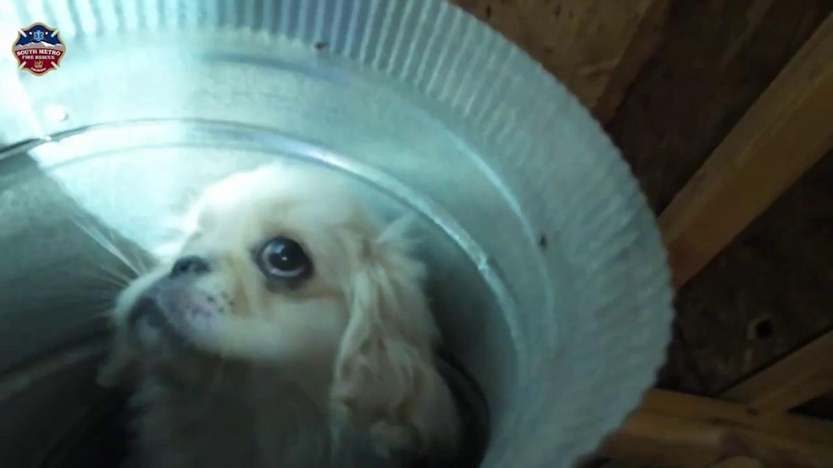 Puppy rescued after falling through floor vent of Colorado townhome