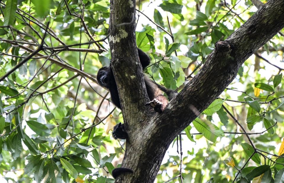 A wild howler monkey in a tree in Comalcalco on Monday (AFP via Getty Images)