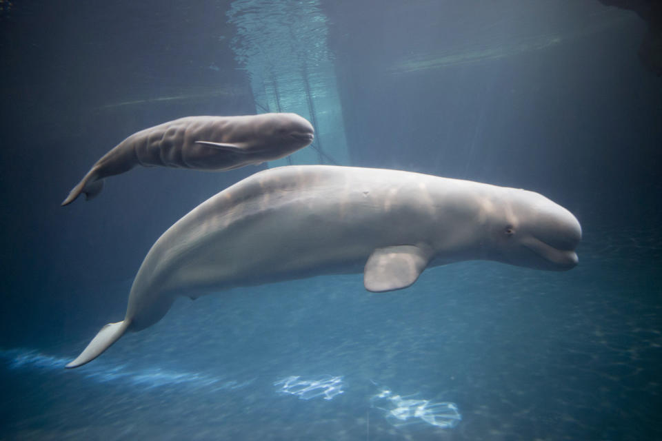 In this Monday, Aug. 27, 2012 photo, Mauyak, a beluga whale at Chicago's Shedd Aquarium, swims with her newly born calf at the aquarium's Abbott Oceanarium. Shedds animal care team estimates that the calf is 4½ feet long and weighs about 150 pounds. The newborn is the sixth successful birth as part of Shedds collaboration in the beluga whale breeding cooperative. (AP Photo/Shedd Aquarium, Brenna Hernandez)