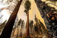 A tree stands in the Trail of 100 Giants grove as flames from the Windy Fire burn behind in Sequoia National Forest, Calif., on Sunday, Sept. 19, 2021. (AP Photo/Noah Berger)