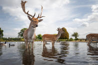 <p>Mittagspause für die Rehe aus dem Bushy Park in London. Auf dem Mittagsplan steht an diesem Tag anscheinend das Brot der Enten im nahe gelegenen Teich. Zwischen den Enten und Gänsen waten die Rehe entspannt durchs Wasser, auf der Suche nach ein paar weiteren Snacks. (Bild: Matthew Cattell/Mercury Press via Caters) </p>