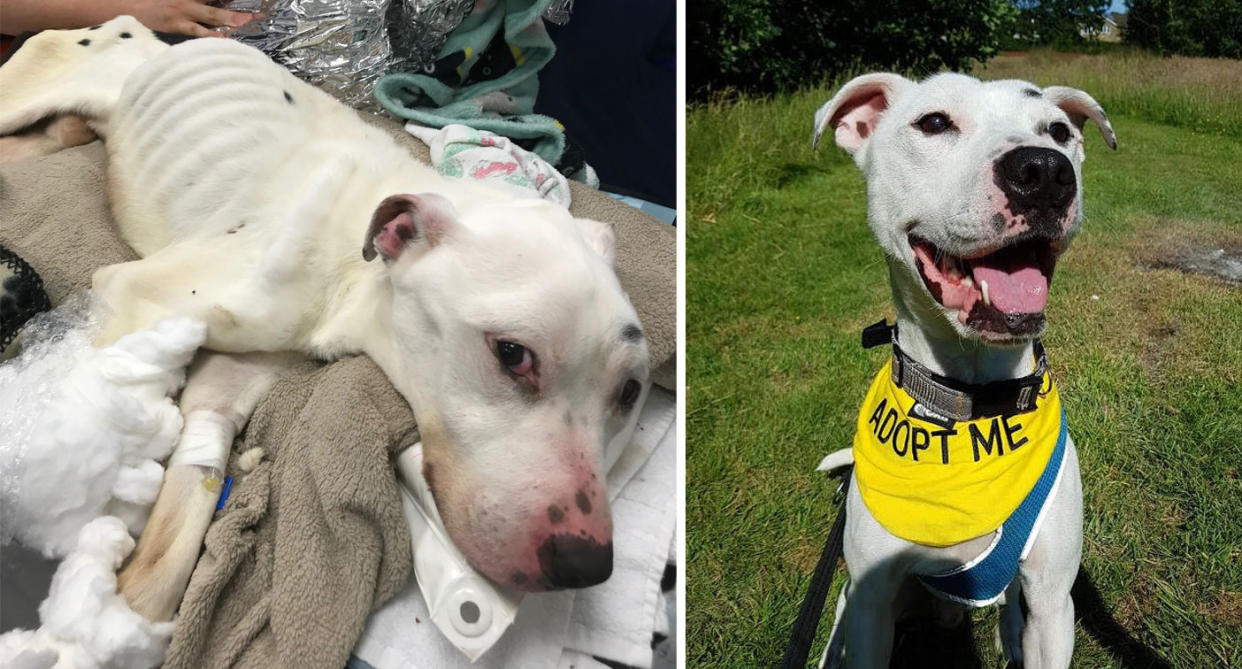 Walter the dog was eating glass and batteries to survive (Picture: RSPCA)