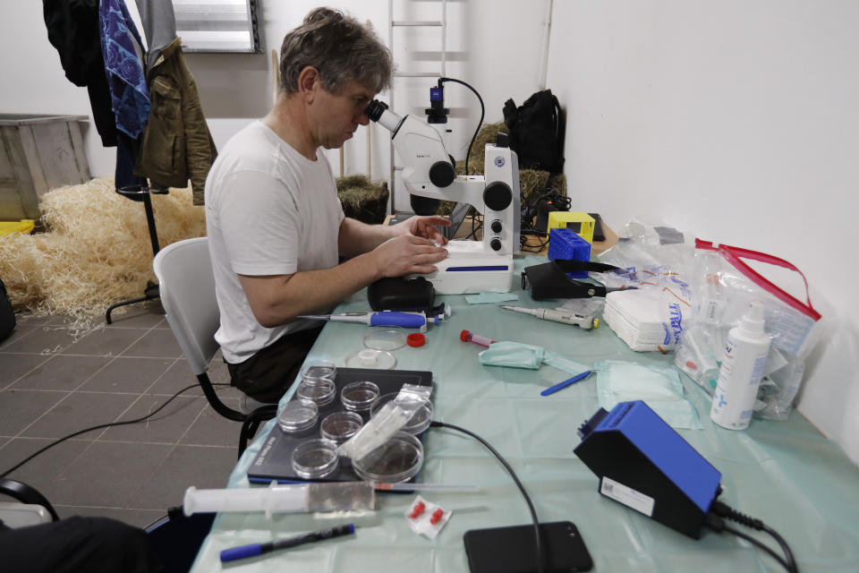 Thomas Hildebrandt of the Leibniz Institute for Zoo and Wildlife Research in Berlin examines samples after harvesting eggs from female southern white rhino, 17-year-old Hope, at a zoo park in Chorzow, Poland, Wednesday, Feb. 13, 2019. (AP Photo/Petr David Josek)